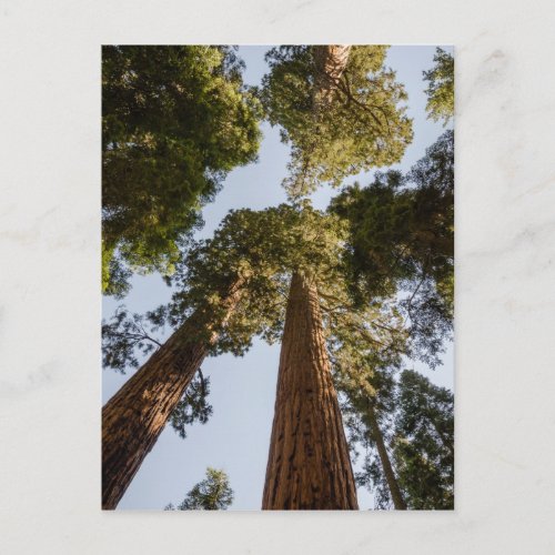 Giant Sequoias in Sequoia National Park Postcard