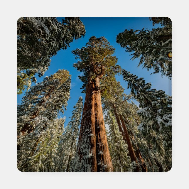 Giant Sequoia's in the Snow Coaster Set (Single)