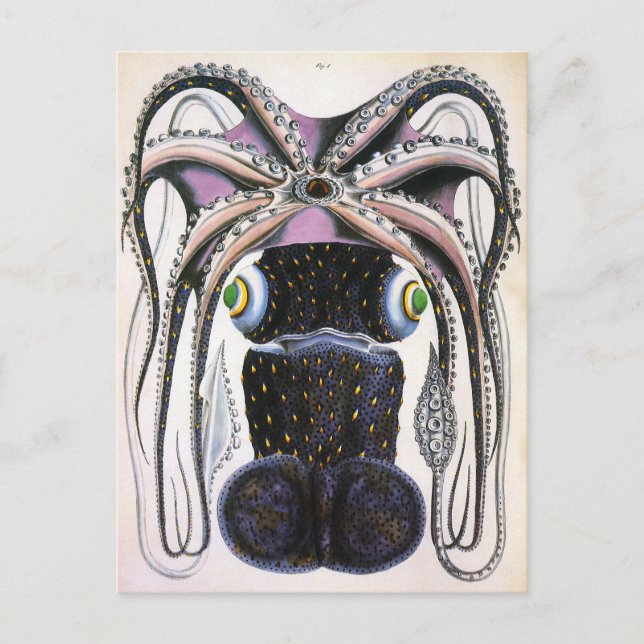 Giant Squid or Octopus, Vintage Marine Life Animal Postcard (Front)