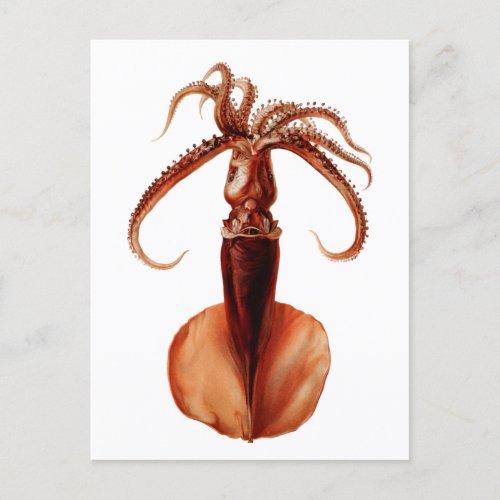 Giant Squid Postcard