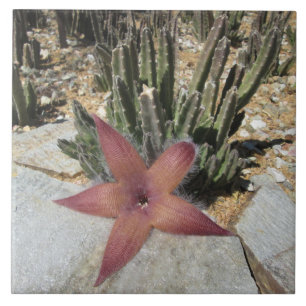 Giant Starfish Cactus Tile