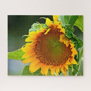 Giant Sunflower Jigsaw Puzzle by LivingLife at Zazzle