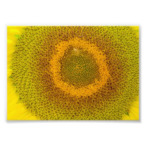 Giant Sunflower Photo Print