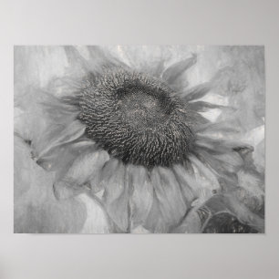 Giant Sunflower Vintage Style Black And White Art Poster
