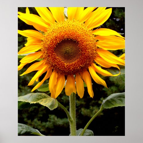 Giant Sunflower yellow flower Poster