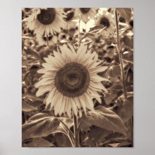 Giant Sunflowers Field Old Sepia Country Vintage Poster