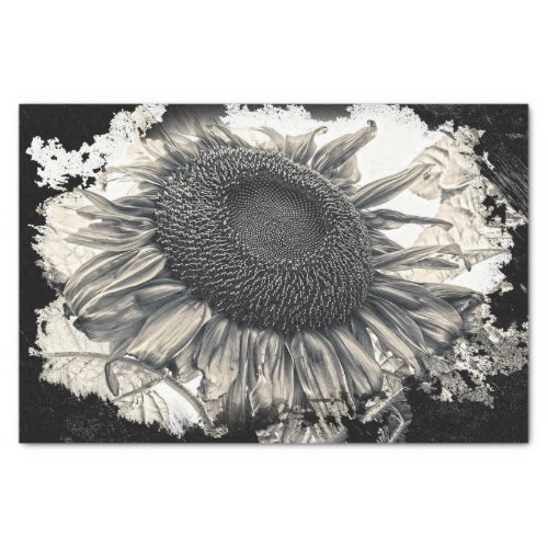 Giant Sunflowers Sepia Black White Vintage Tissue Paper