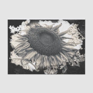 Giant Sunflowers Sepia Black White Vintage Tissue Paper