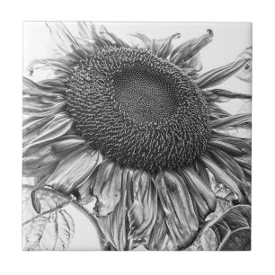 Giant Sunflowers Vintage Black And White Art Ceramic Tile
