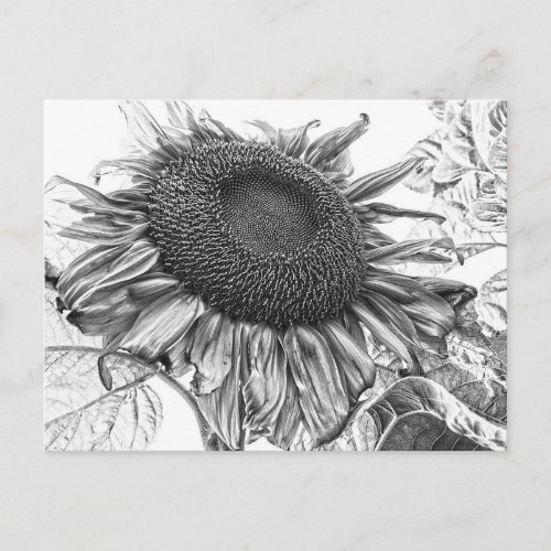 Giant Sunflowers Vintage Black And White Art Postcard