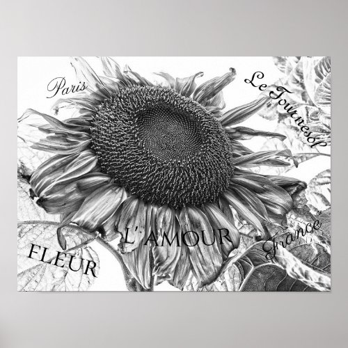 Giant Sunflowers Vintage Black And White Script Poster