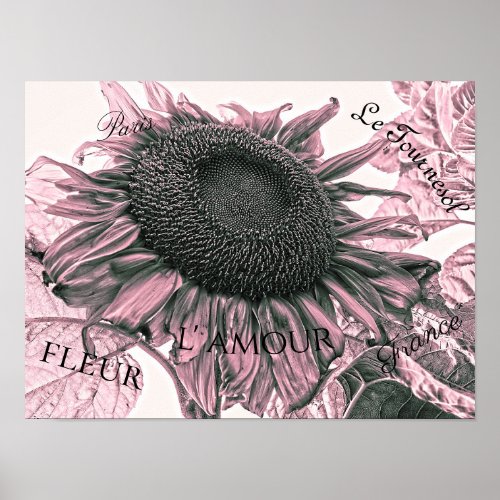 Giant Sunflowers Vintage Blush Pink Script Art Poster