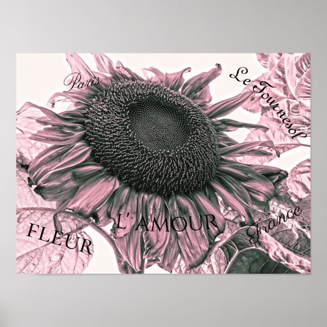 Giant Sunflowers Vintage Blush Pink Script Art Poster (Front)