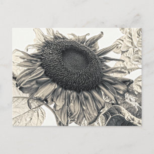 Giant Sunflowers Vintage Sepia Decoupage Art Postcard