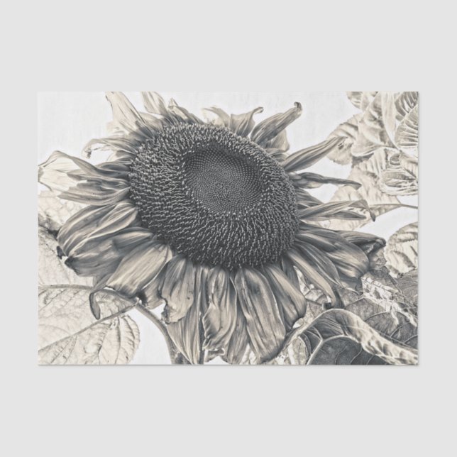 Giant Sunflowers Vintage Sepia Decoupage Art Tissue Paper (Front)