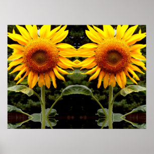 Giant Sunflowers, yellow floral  Poster
