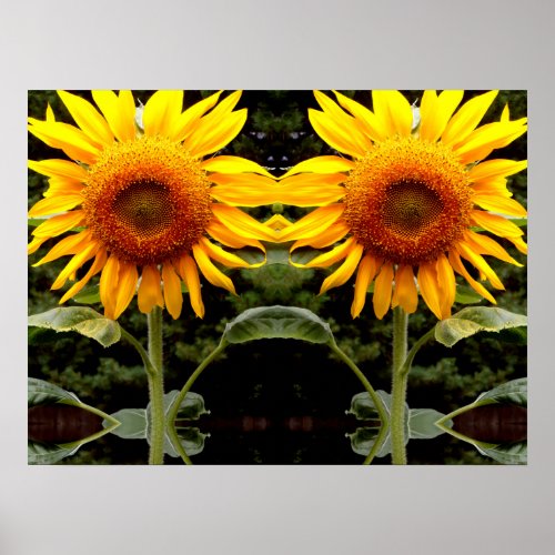 Giant Sunflowers yellow floral  Poster