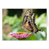 Giant Swallowtail Butterfly (Front Horizontal)
