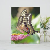 Giant Swallowtail Butterfly (Standing Front)