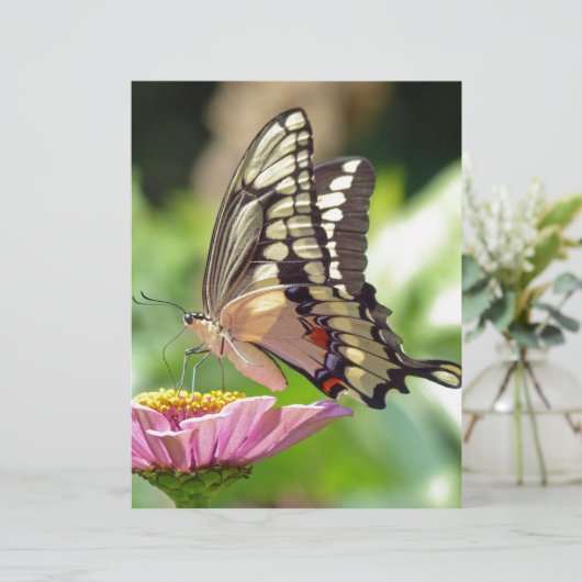 Giant Swallowtail Butterfly (Standing Front)