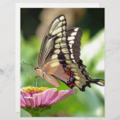 Giant Swallowtail Butterfly (Front/Back)