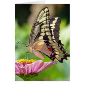 Giant Swallowtail Butterfly (Front)