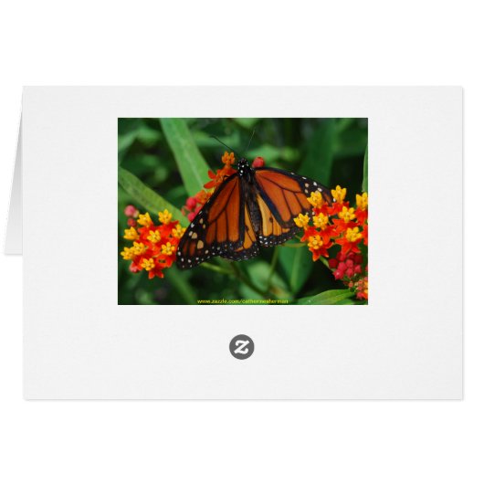 Giant Swallowtail Butterfly Card (Back Horizontal)