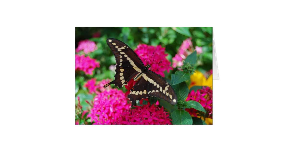 Giant Swallowtail Butterfly Card | Zazzle