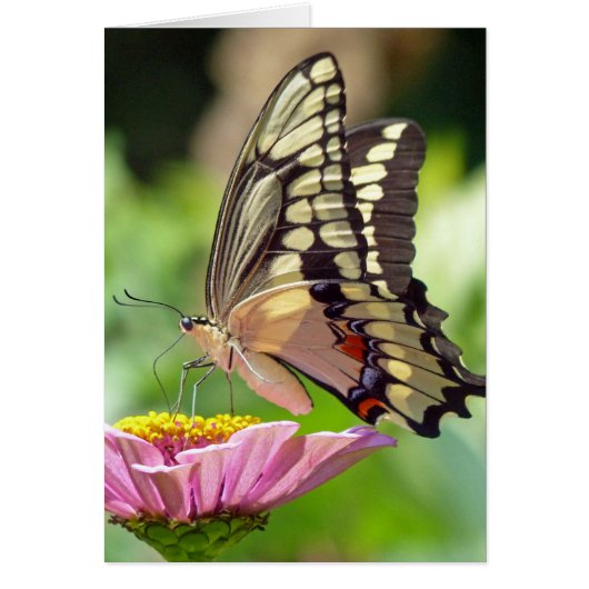 Giant Swallowtail Butterfly Cards (Front)