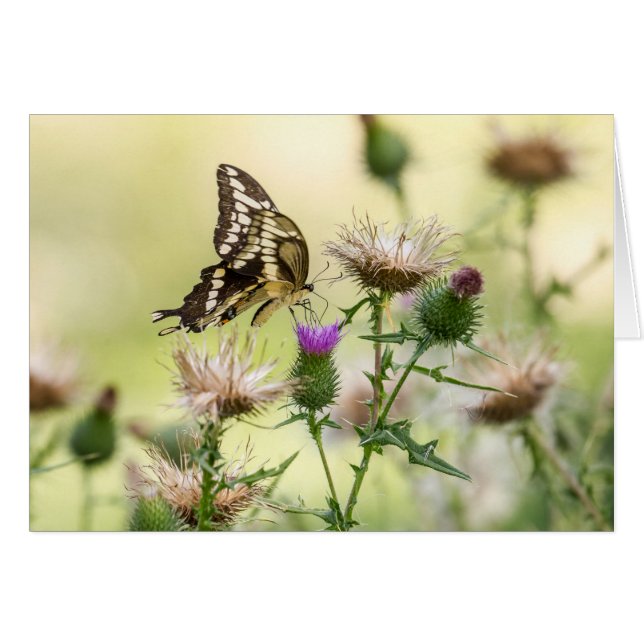 Giant Swallowtail Butterfly Cards (Front Horizontal)