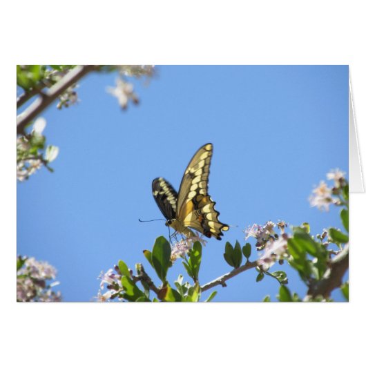Giant Swallowtail Butterfly Cards (Front Horizontal)