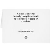 Giant Swallowtail Butterfly Caterpillar Blank Card (Back Horizontal)