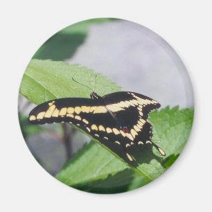 Giant Swallowtail butterfly - magnet