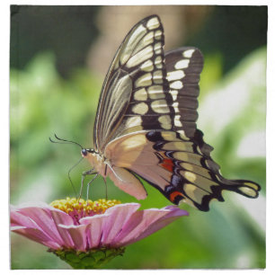 Giant Swallowtail Butterfly Napkin