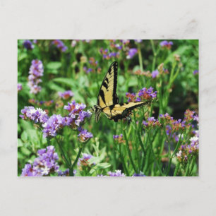 Giant Swallowtail Butterfly on Purple Statice Postcard