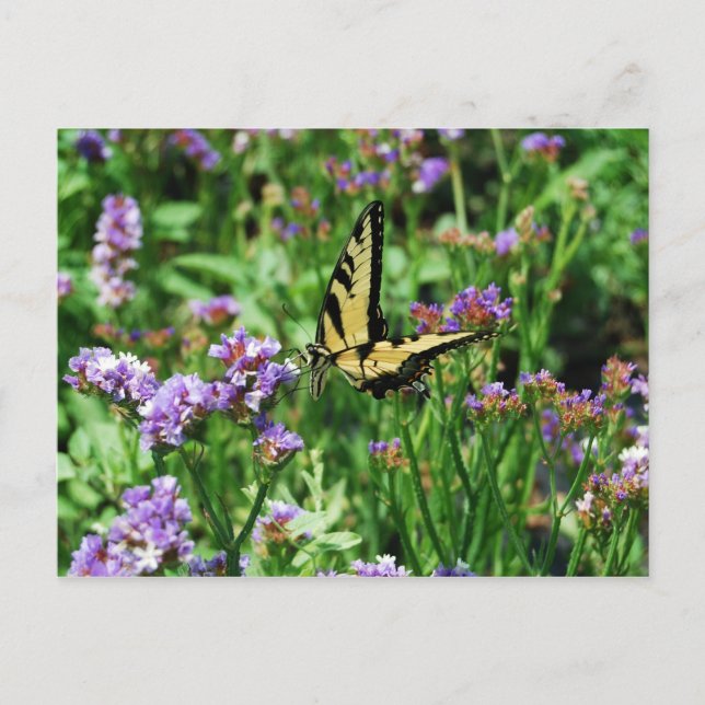 Giant Swallowtail Butterfly on Purple Statice Postcard (Front)