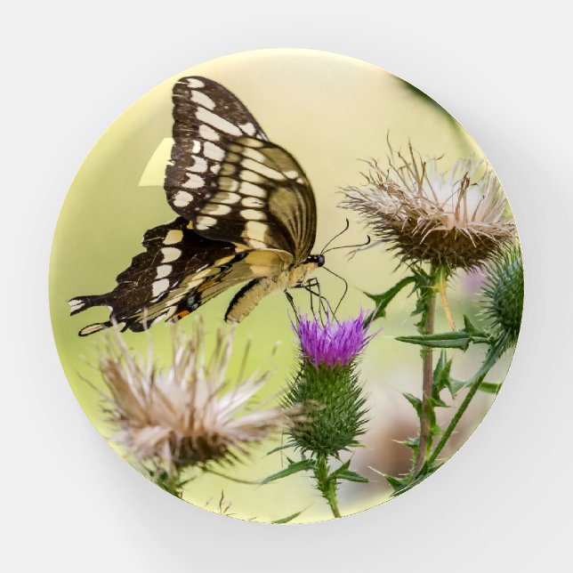 Giant Swallowtail Butterfly  Paperweight (Front)