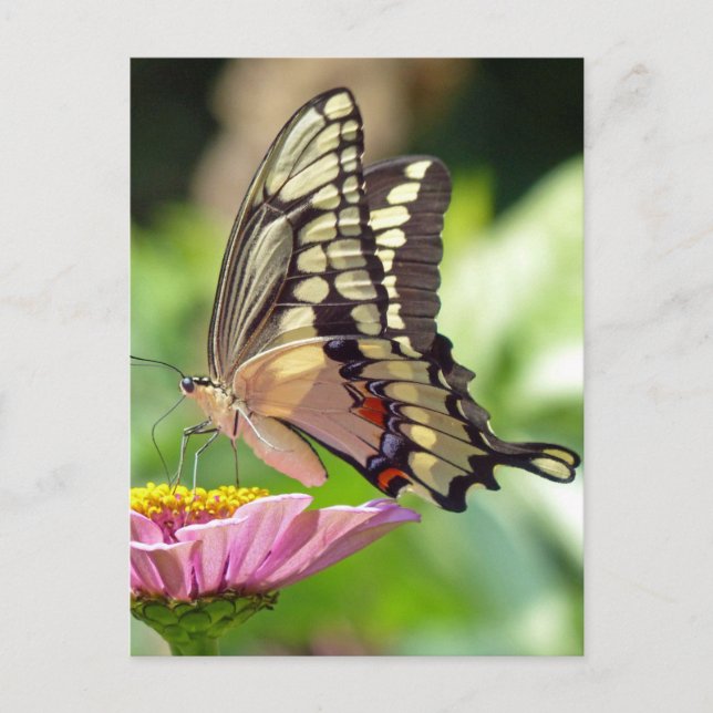 Giant Swallowtail Butterfly Postcard (Front)
