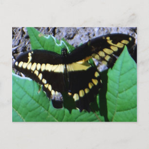 Giant Swallowtail Butterfly Postcards