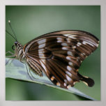 Giant Swallowtail Butterfly Print