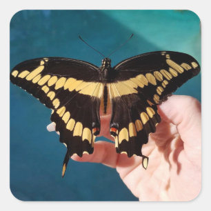 Giant Swallowtail Butterfly Square Sticker