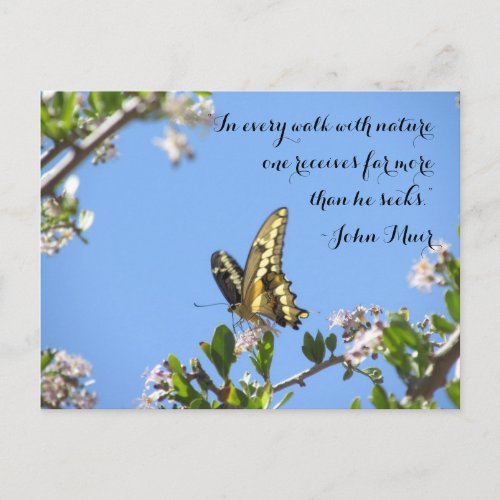 Giant Swallowtail Butterfly With John Muir Quote Postcard