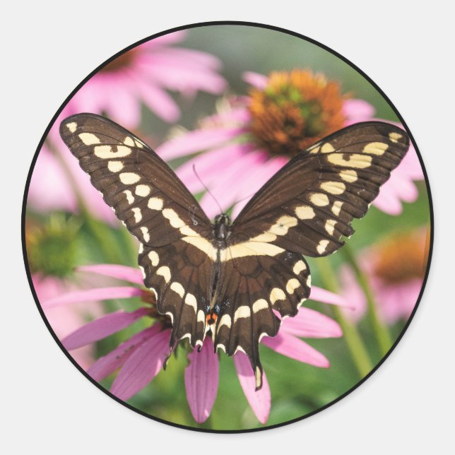 Giant Swallowtail Classic Round Sticker (Front)