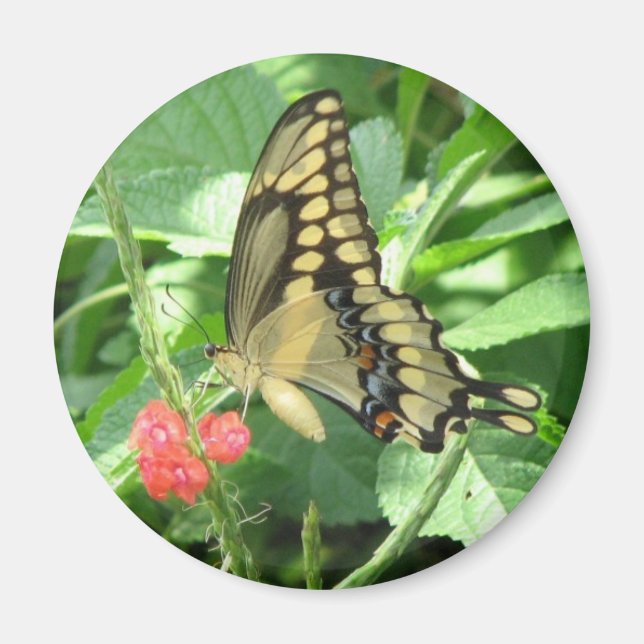 Giant Swallowtail Magnet (Front)