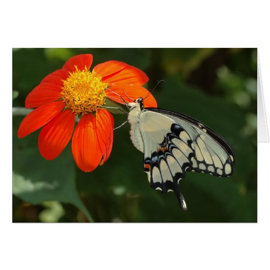 Giant swallowtail on flower cards (Front Horizontal)