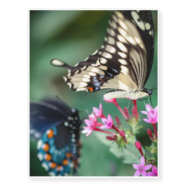 Giant Swallowtail Papilio Cresphontes Temporary Tattoos (Front)