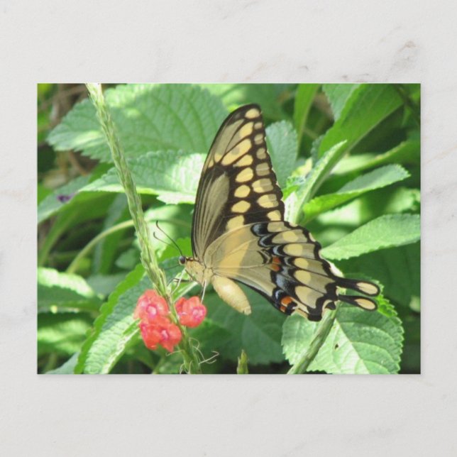 Giant Swallowtail Postcard (Front)