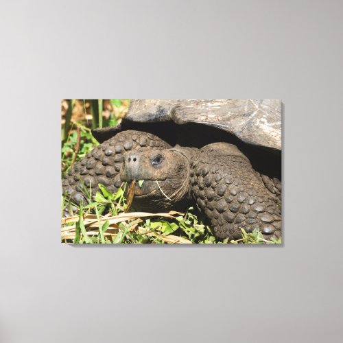 Giant Tortoise Eating  Galapagos Canvas Print