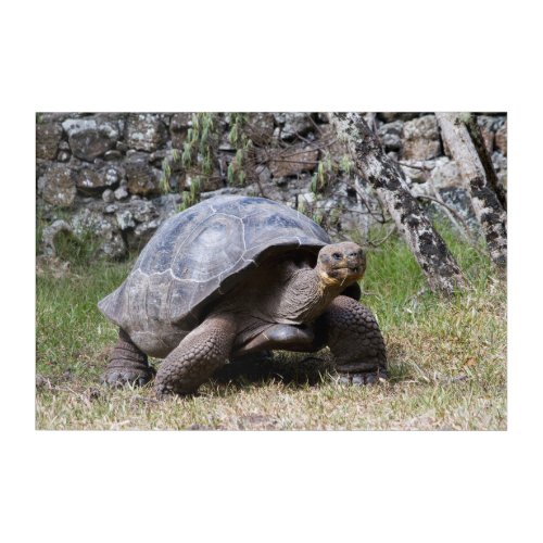 Giant Tortoise  Galapagos Acrylic Print