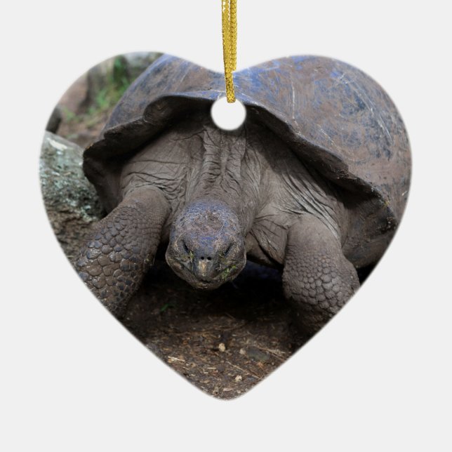 Giant tortoise Galapagos Islands Ceramic Ornament (Front)